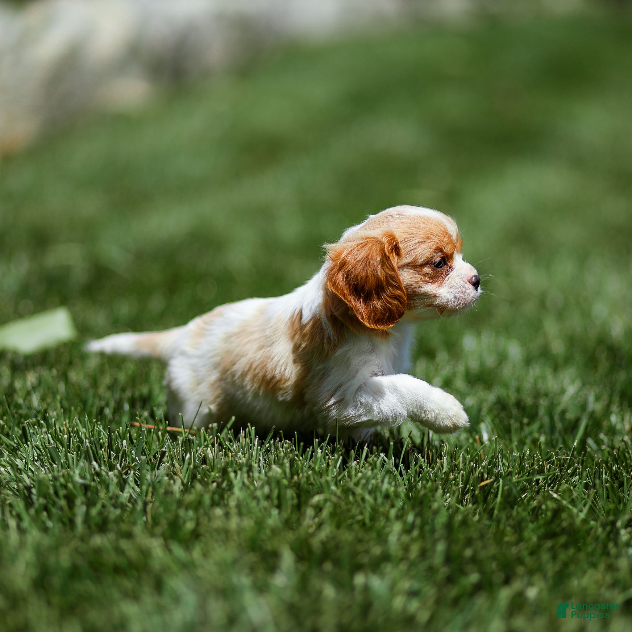 Cavalier King Charles Spaniel dogs Peach Cavalier King Charles Spaniel Puppy  - Ad 1