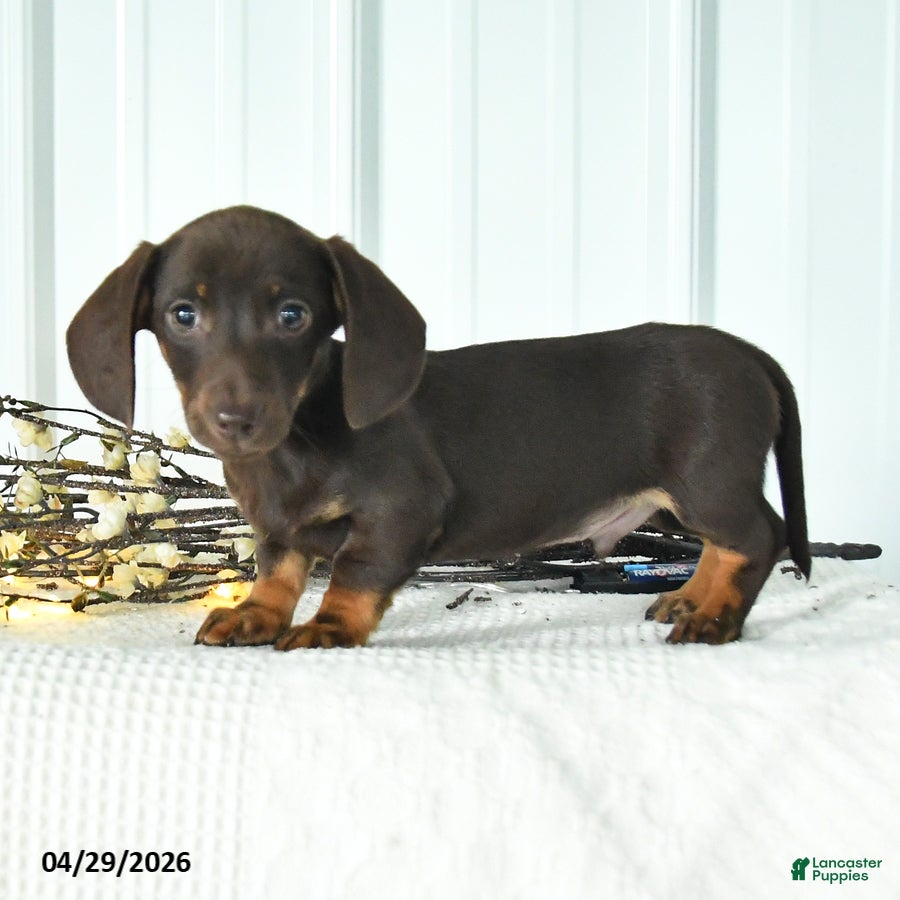 Miniature Dachshund dogs for sale: Digger - Ad 2