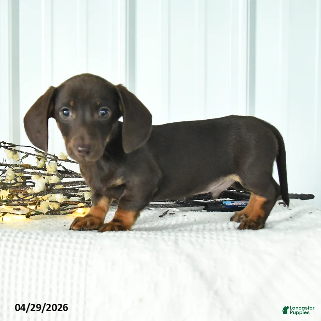 Dachshund dogs for sale: Digger - Ad 1