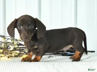 Miniature Dachshund dogs for sale: Digger - Ad 2