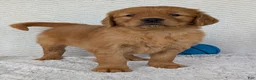 Golden Retriever dogs for sale: Rocco - Ad 2