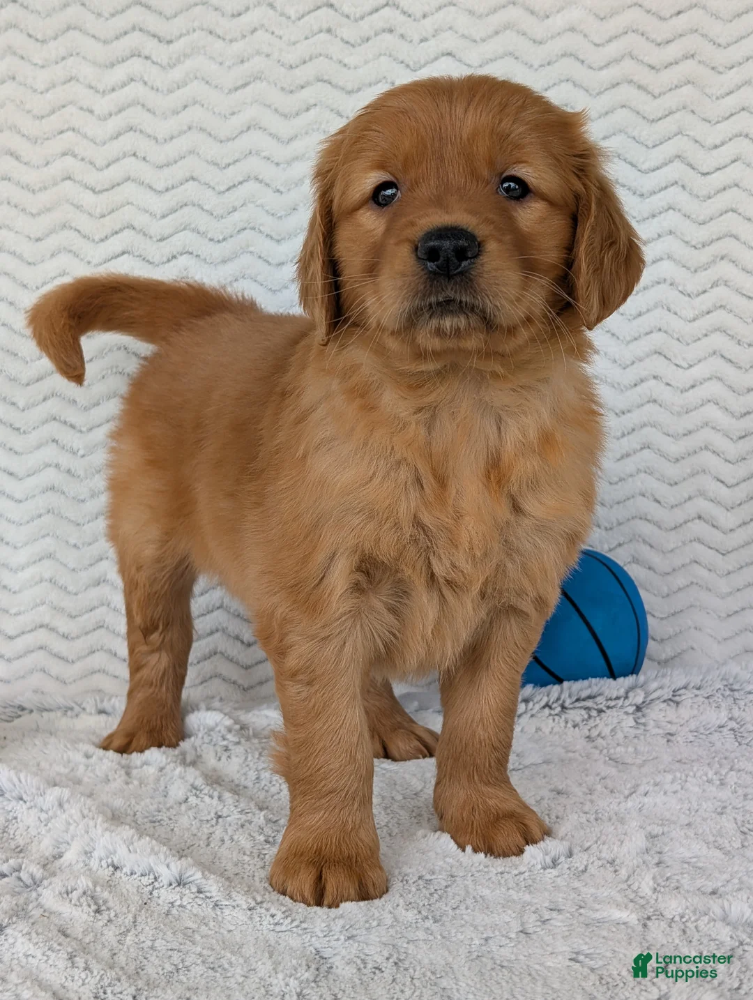 Golden Retriever dogs for sale: Rocco - Ad 2
