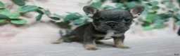 French Bulldog dogs for sale: Delilah  - Ad 5