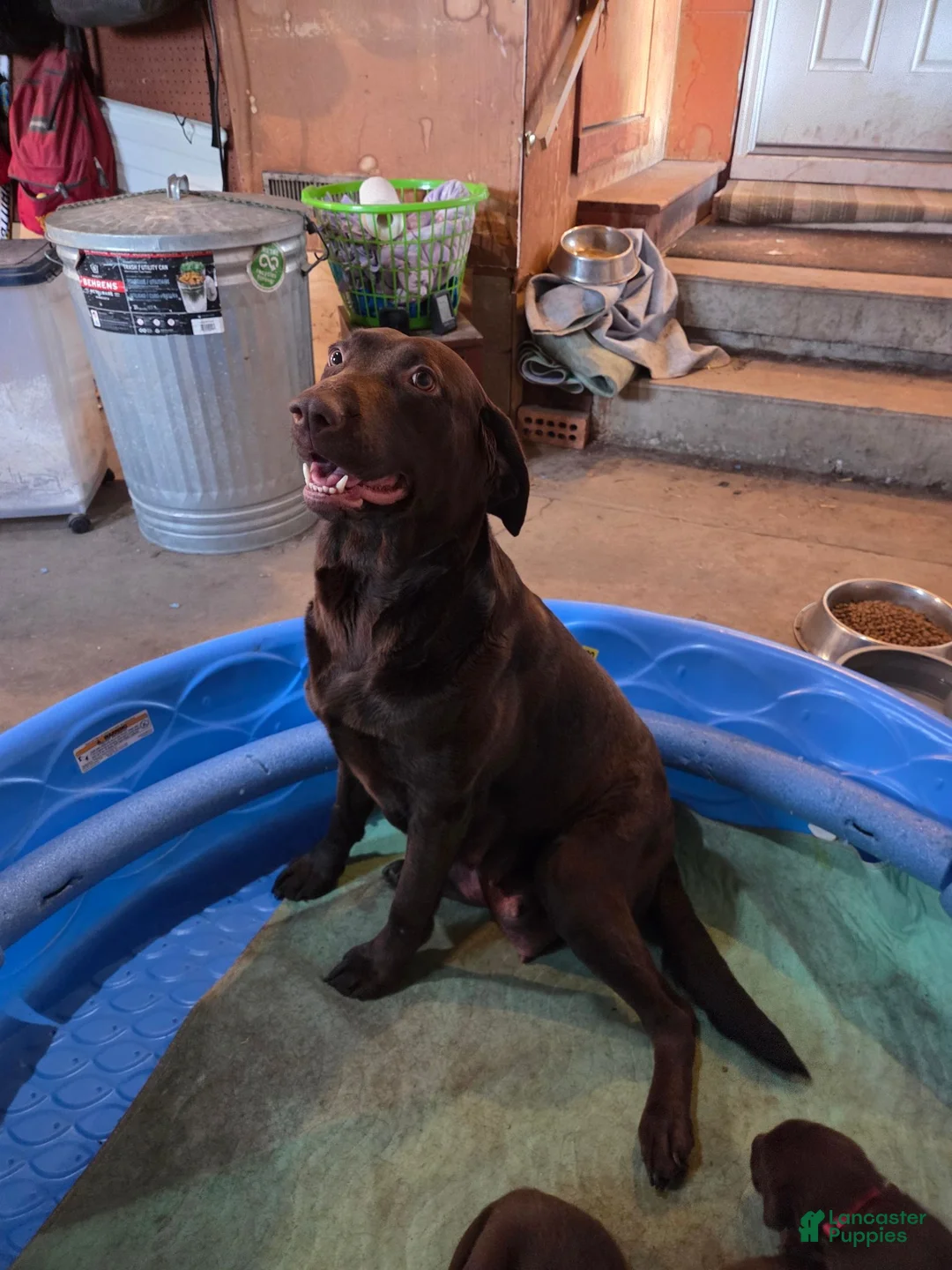 Labrador Retriever dogs for sale: Labrador Retriever 1 - Ad 3