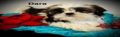 Dara