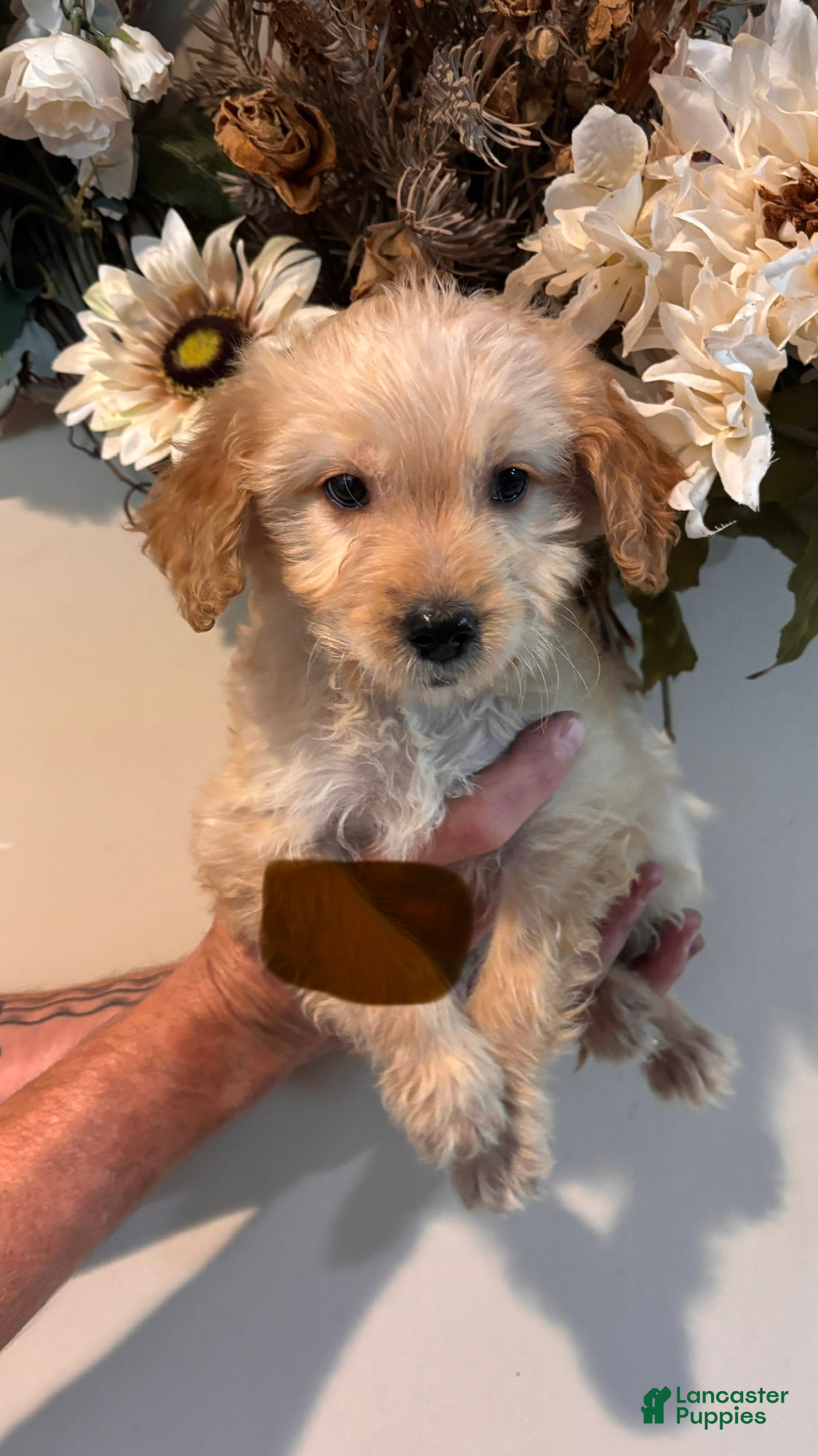 Mini Goldendoodle dogs for sale: Mini Goldendoodle 6 - Ad 3