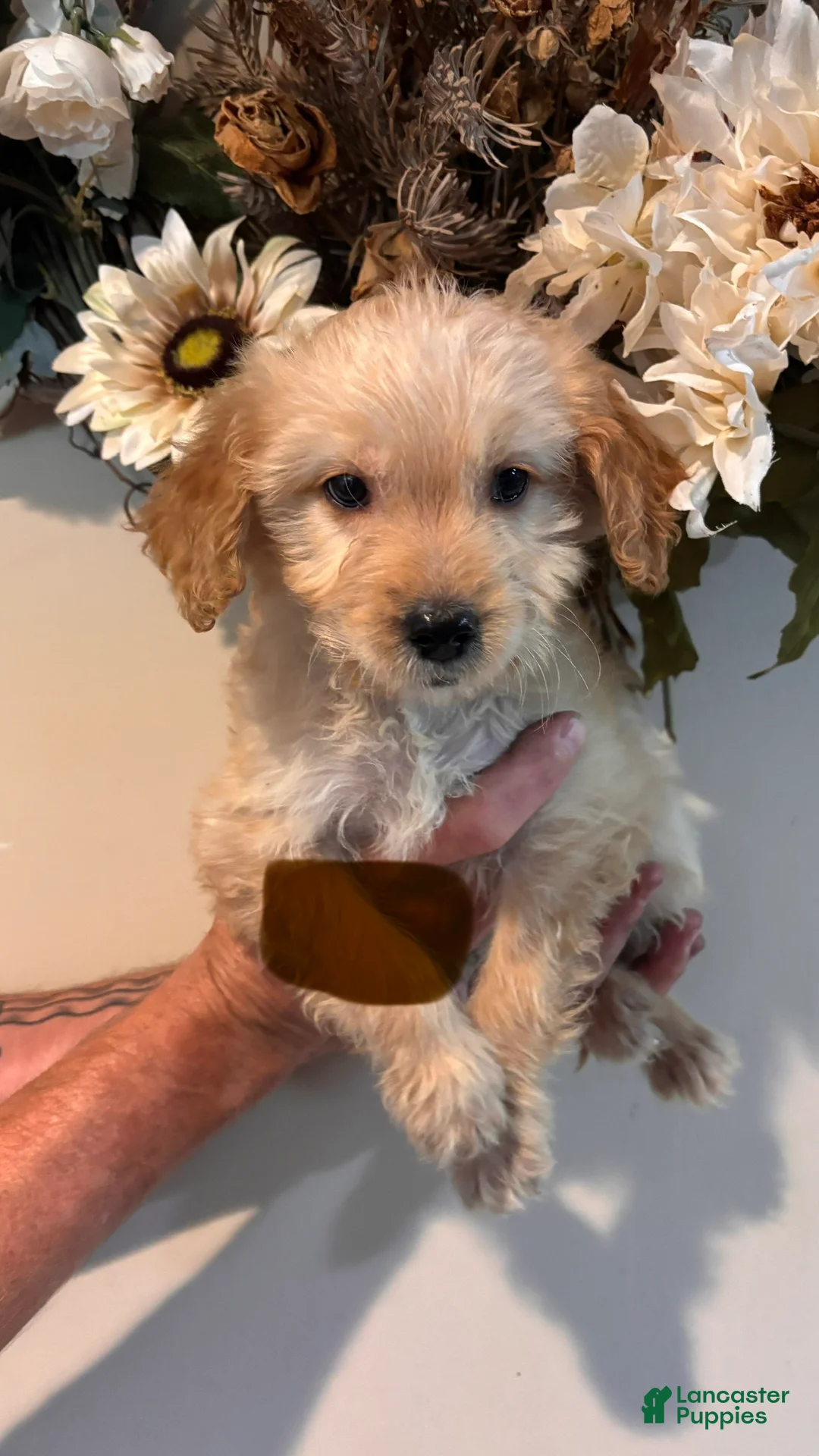 Mini Goldendoodle dogs for sale: Mini Goldendoodle 6 - Ad 1
