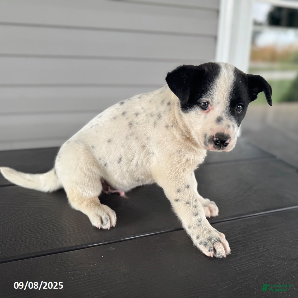 Cattle Dalmatian Heeler Dalmatian Australian Cattle Dog Greyhound