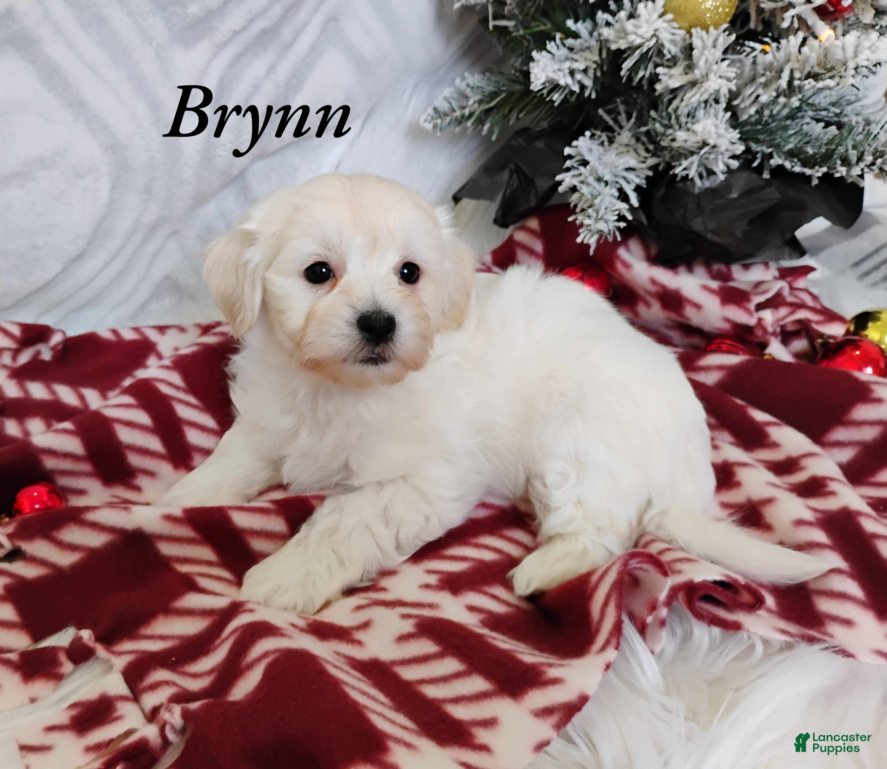 Mixed Breed dogs Brynn - Ad 18