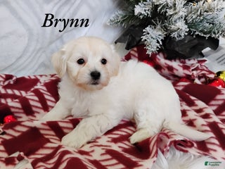 Mixed Breed dogs Brynn - Ad 21