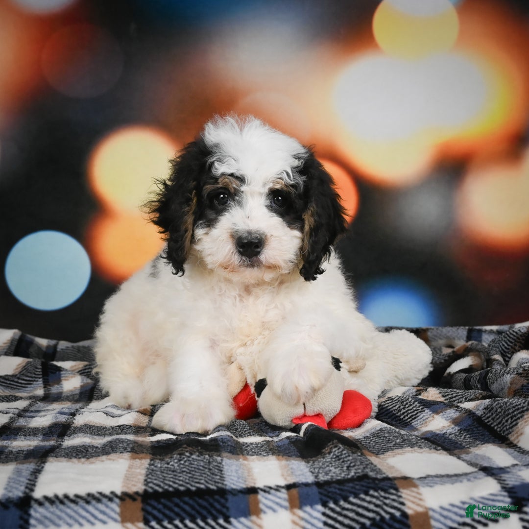 Mini Bernedoodle dogs for sale: Misty - Ad 2