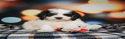 Mini Bernedoodle dogs for sale: Misty - Ad 2
