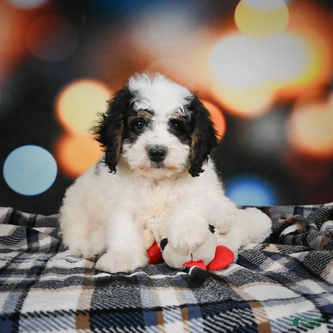 Mini Bernedoodle dogs for sale: Misty - Ad 2