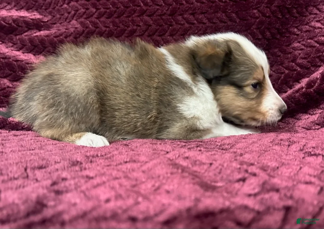 Shetland Sheepdog dogs for sale: Lily - Ad 4