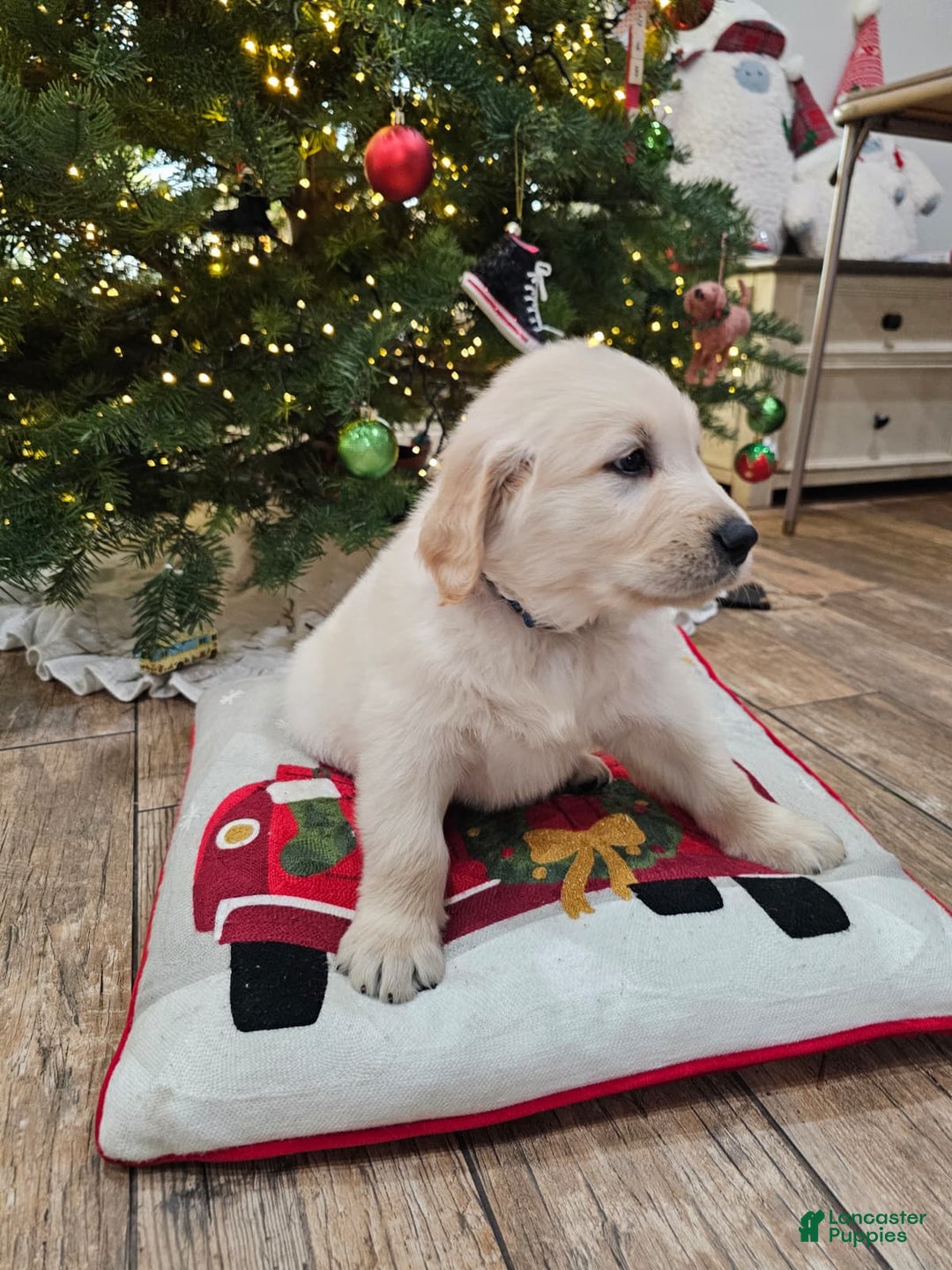 Golden Retriever dogs for sale: Golden Retriever Puppy 3 - Ad 8