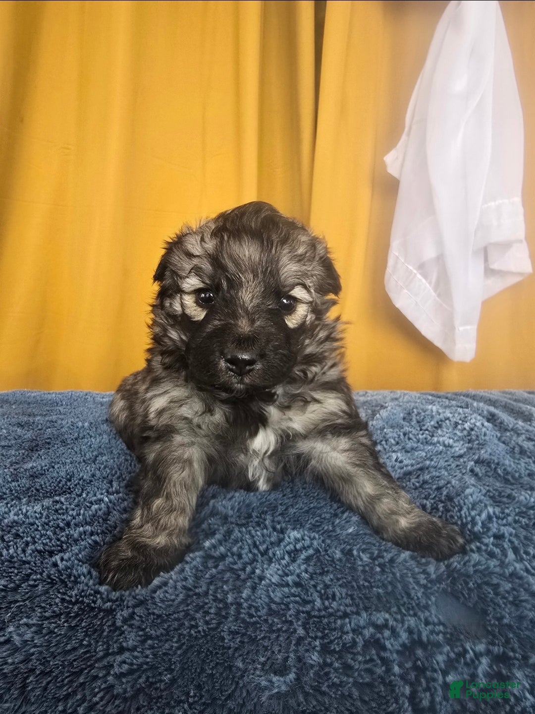 Mixed Breed dogs Eclipsa  - Ad 3