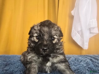 Mixed Breed dogs Eclipsa - Ad 3