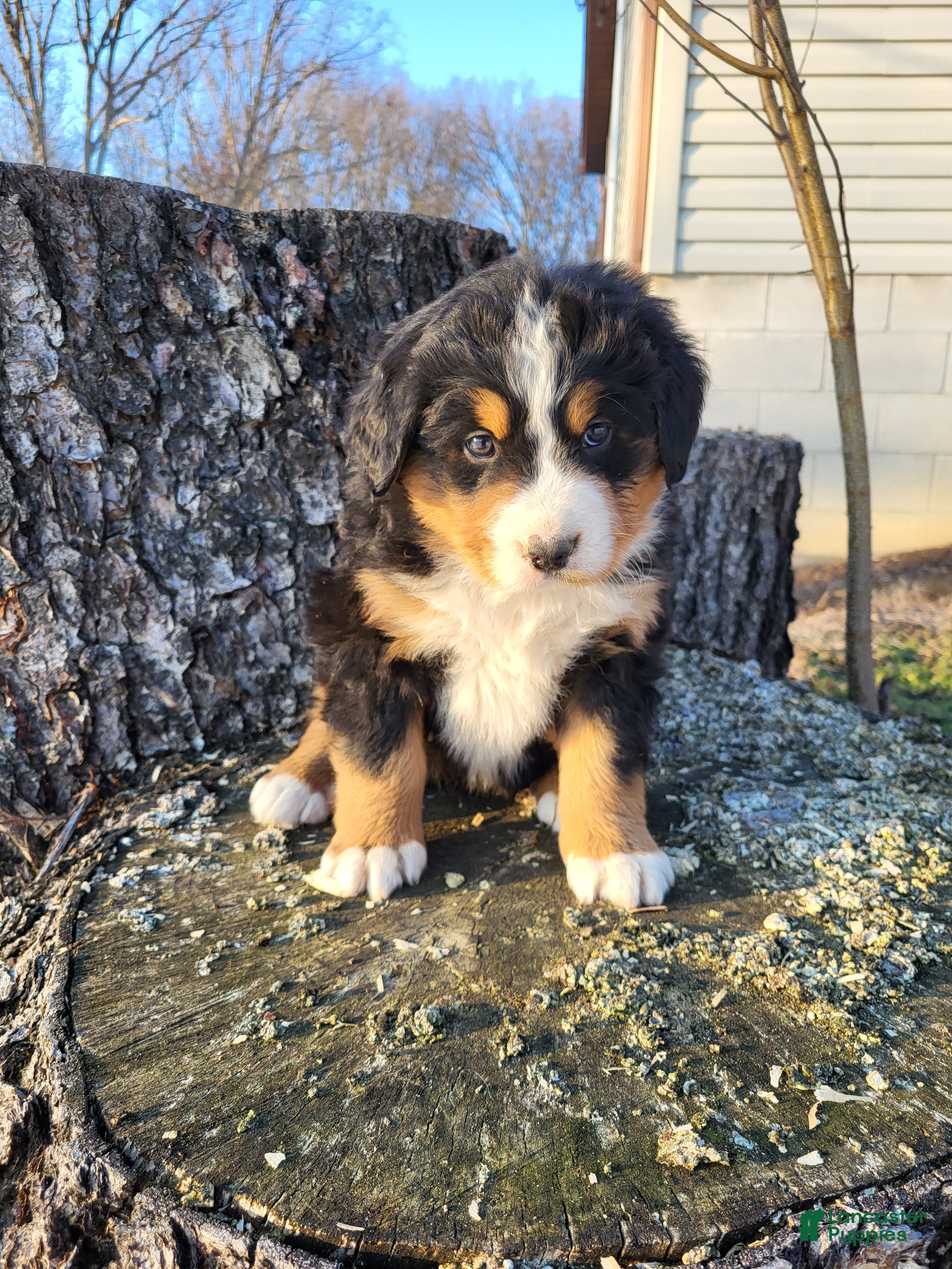 Bernese Mountain Dog dogs Toby - Ad 2