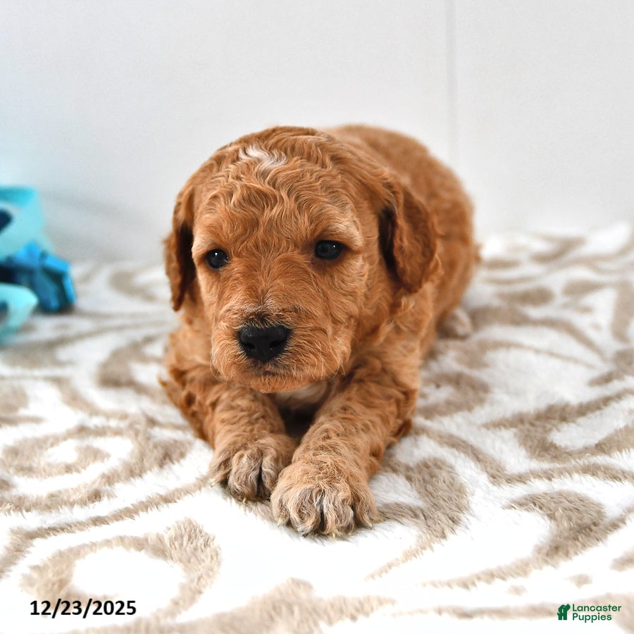 Mini Goldendoodle dogs Charlie - Ad 40