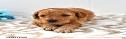 Mini Goldendoodle dogs for sale: Charlie - Ad 11