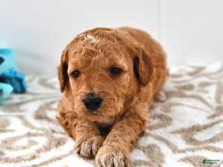 Mini Goldendoodle dogs Charlie - Ad 40