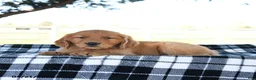 Golden Retriever dogs for sale: Amaya - Ad 2