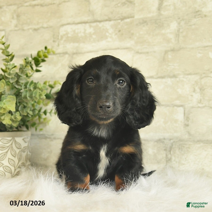 Miniature Dachshund dogs Buddy  - Ad 1