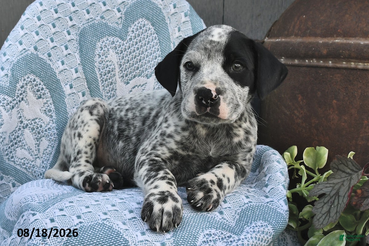 Mixed Breed dogs Patches  - Ad 2