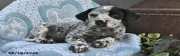 Mixed Breed dogs for sale: Patches  - Ad 2