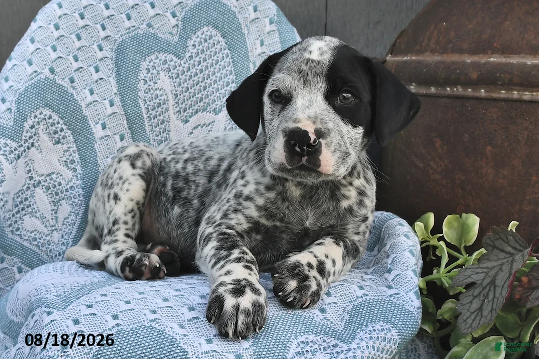 Mixed Breed dogs for sale: Patches  - Ad 2