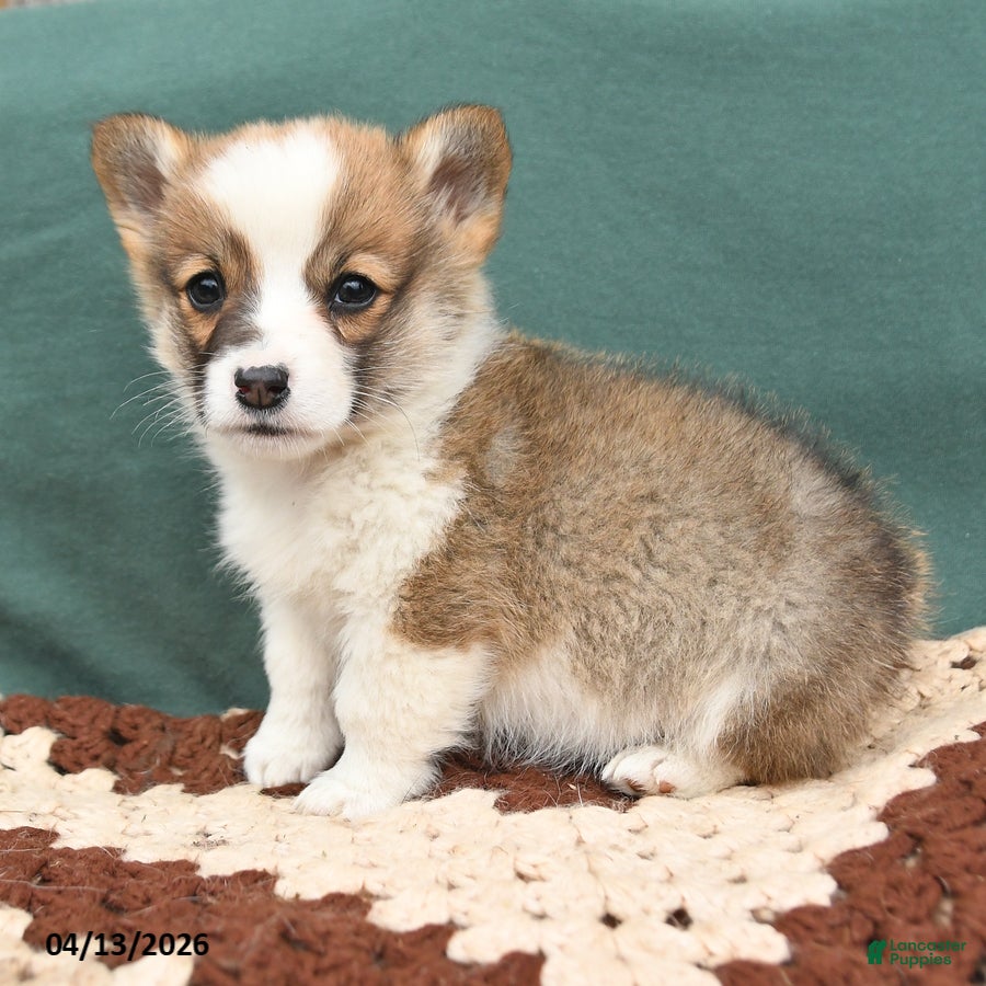 Welsh Corgi Pembroke dogs Henry - Ad 2