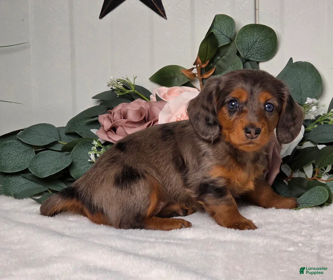Miniature Dachshund dogs for sale: Jubilee  - Ad 5