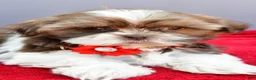 Shih Tzu dogs for sale: Sophie - Ad 3