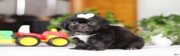 Shih Tzu dogs for sale: Emery - Ad 3