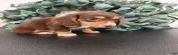 Miniature Dachshund dogs for sale: Rowan - Ad 10