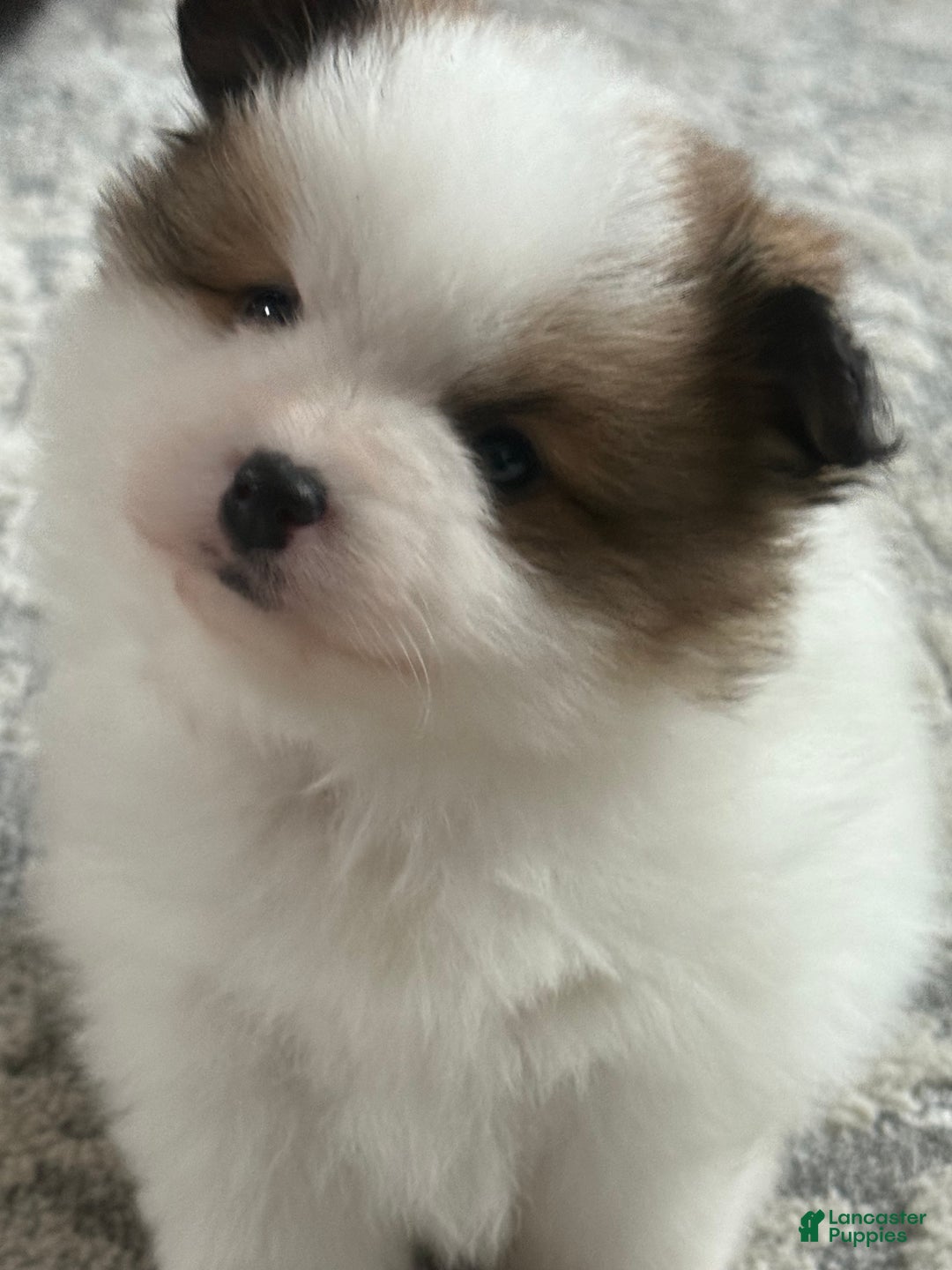 Pomeranian dogs for sale: Pomeranian Puppy 3 - Ad 1