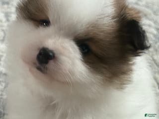 Pomeranian dogs Pomeranian Puppy 3 - Ad 20