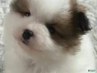 Pomeranian dogs Pomeranian Puppy 3 - Ad 27