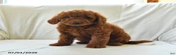 Mini Goldendoodle dogs for sale: Lori - Ad 3
