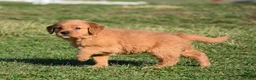 Golden Retriever dogs for sale: Taffy       Genetic/OFA - Ad 9