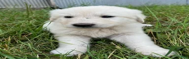 Fiona