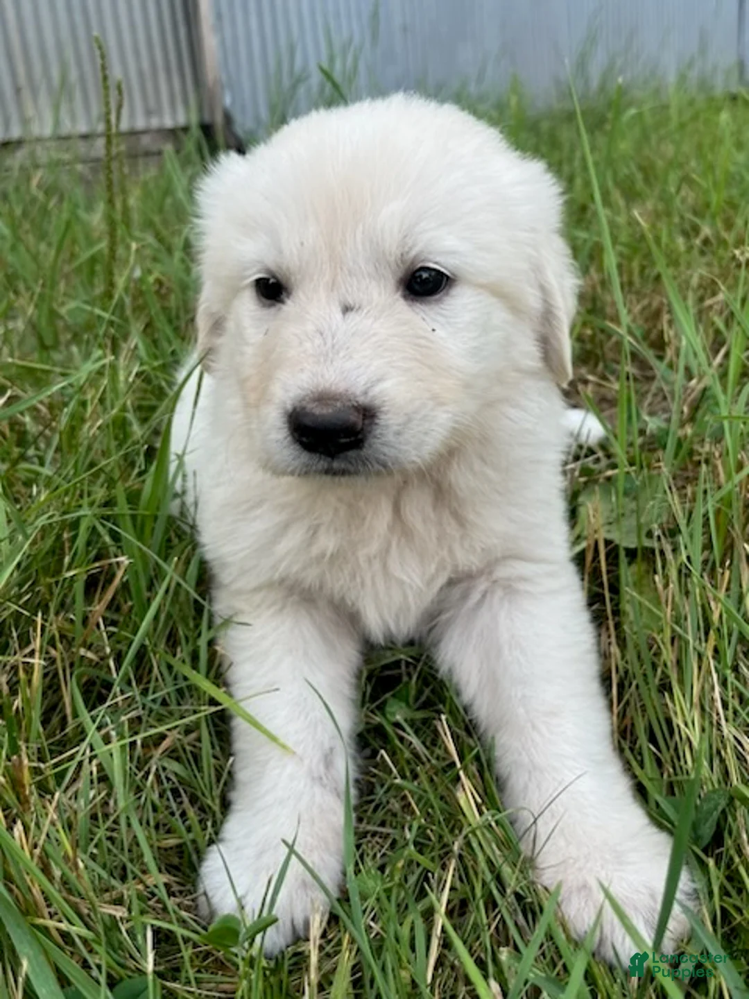 Great Pyrenees dogs for sale: Fiona - Ad 1