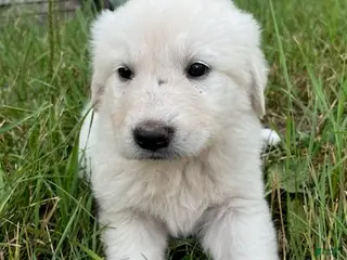 Great Pyrenees dogs Fiona - Ad 24