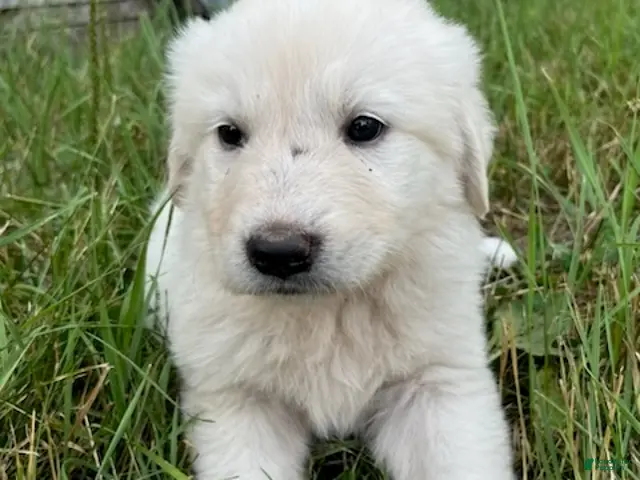 Great Pyrenees dogs for sale: Fiona - Ad 13