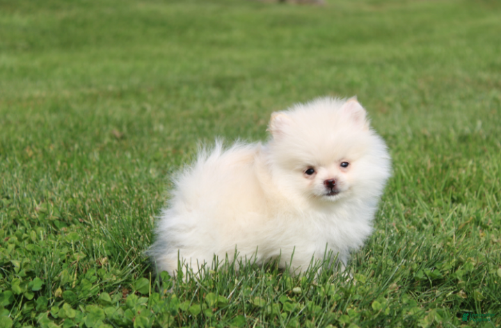Pomeranian dogs for sale: Mochi - Ad 1
