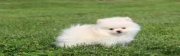 Pomeranian dogs for sale: Mochi - Ad 1