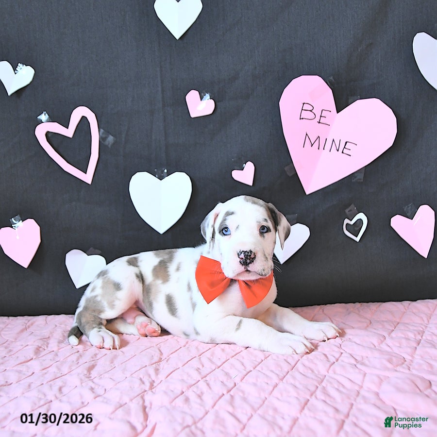 Great Dane dogs Toby RARE COLOR - Ad 1