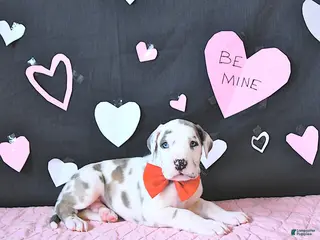 Great Dane dogs Toby RARE COLOR - Ad 2