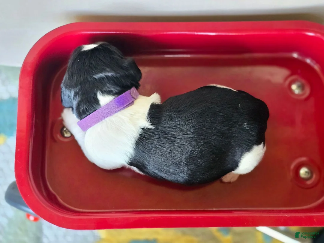 English Springer Spaniel dogs for sale: Zuma - Ad 2