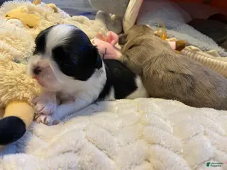 Shih Tzu dogs Shih Tzu Puppy 1 - Ad 37